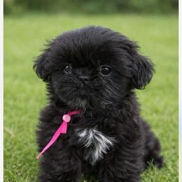 Shih Tzu puppies from Shih Tzu Lovins