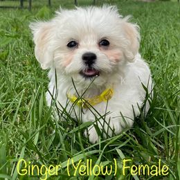 Ginger - Cream female Shichon puppy in De Pere, Wisconsin from Kinzor Kennels