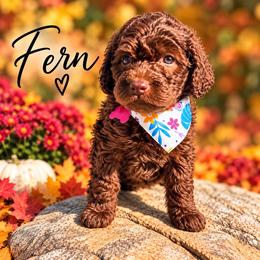 Fern - Brown female Whoodle puppy in Knoxville, Tennessee from Fleury Farm Doodles TN
