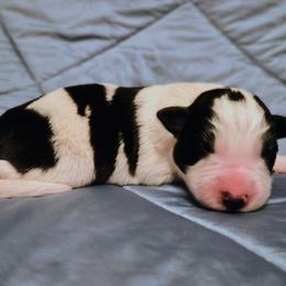 Moto moto - Black and white male Border Collie puppy in Fresno, California from Alpine Tails