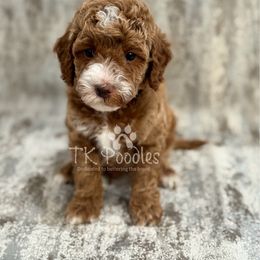 Papaya - Red  male Poodle puppy in Belleville, New Jersey from TK Poodles