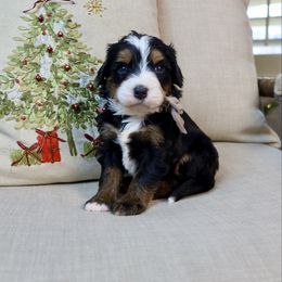 Harry - Tri-color male Bernedoodle puppy in Murray, Utah from Sun Valley Doodles