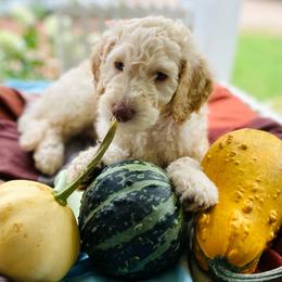 Arlo- light blue - Cream male Goldendoodle puppy in Carlton, Minnesota from Lakeside Doodles MN