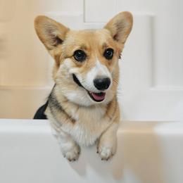 Sundae - Pembroke Welsh Corgi
