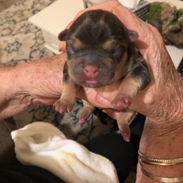 French Bulldog Puppies from Dunromin Farm