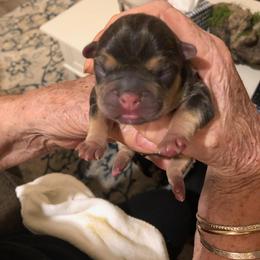French Bulldog Puppies from Dunromin Farm