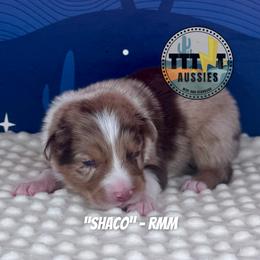 Shaco - Red merle male Australian Shepherd puppy in Tucson, Arizona from TTTNT Aussies