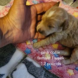 Pink collar Lainey - Apricot female Goldendoodle puppy in Fairmount, Indiana from Capens' Doodles,Poodles and Poo's