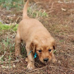 Polly's Teal Girl - Dark golden female Golden Retriever puppy in Idaho Falls, Idaho from Once Upon A Dream Kennels