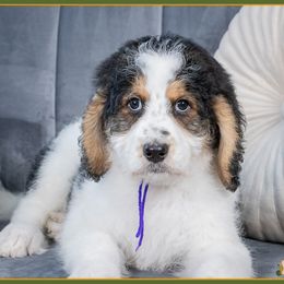 Kelly - Tri-color female Bernedoodle puppy in Connersville, Indiana from Deaz Doodle Ranch