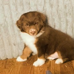 Colorado - Red male Miniature American Shepherd puppy in Goldendale, Washington from Amulet Charm