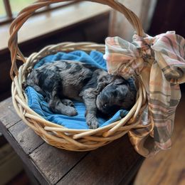 Sheepadoodle Puppies from Oak Hill Doodles