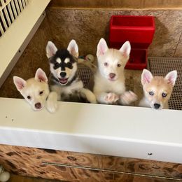 Pomsky puppies from Icelandic Thunder