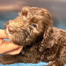 Brittle - Brown and white female Sheepadoodle puppy in Chesapeake, Virginia from Doodle-Cove