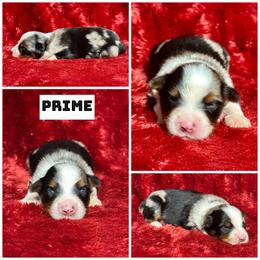 Prime - Blue merle male Miniature Australian Shepherd puppy in Lincoln, California from Country Dreams Mini Aussies