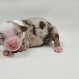 Australian Shepherd Puppies from Happy Aussie Kennels