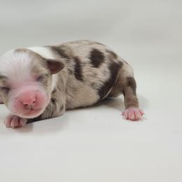 Australian Shepherd Puppies from Happy Aussie Kennels