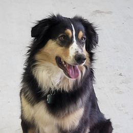 Miniature Australian Shepherds from Double Acre Aussies