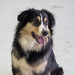 Miniature Australian Shepherds from Double Acre Aussies