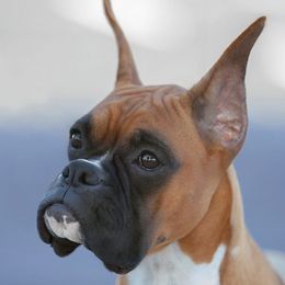 Boxers from Dunnford Boxers