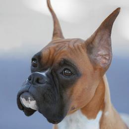 Boxers from Dunnford Boxers