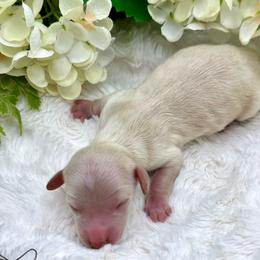 London - Cream female Dachshund puppy in Exeter, California from Sawtooth Miniature Dachshunds