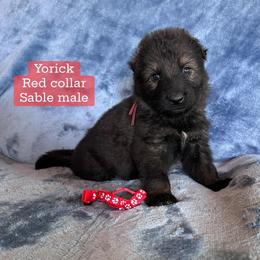 Yorick - Sable male German Shepherd puppy in New Cambria, Missouri from Des Hausraben Shepherds