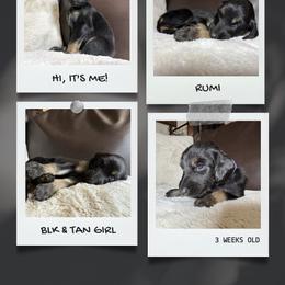 RUMI - Black and tan female Afghan Hound puppy in Micanopy, Florida from Fortuna Farms
