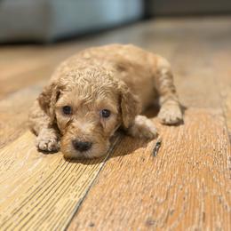 Yellow - Apricot male Goldendoodle puppy in Spring, Texas from The Doodle Den