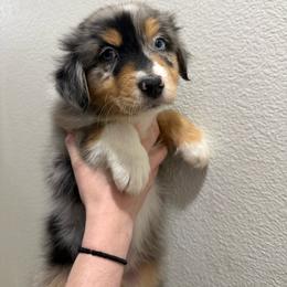 Finnegan - Blue merle male Australian Shepherd puppy in Weeki Wachee, Florida from Ace of Spades Australian Shepherds