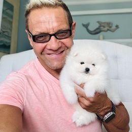 Vinnie - White male Pomeranian puppy in Charlotte, North Carolina from Kouture Pomeranians