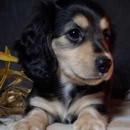 Nibs - Black and cream male Dachshund puppy in Scottsdale, Arizona from Stacie's Charming Doxies