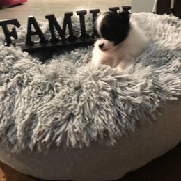 Pomeranian Puppies from Uniting Families Pomeranians