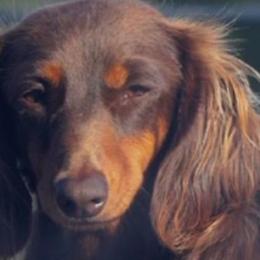 Rose - Dachshund