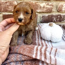 Autumn - Red female Cavapoo puppy in Redding, California from Lipscomb Doodles