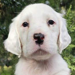 White Boy with Orange Ticking - Orange belton male English Setter puppy in Boise, Idaho from English Setters of the Eyrie