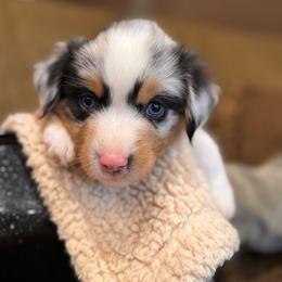 Biscuit - Blue merle male Miniature Australian Shepherd puppy in Athol, Idaho from Northern Aussies