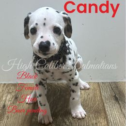 Candy - White and black Dalmatian puppy in Pocatello, Idaho from High Caliber Dalmatians