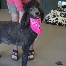 Karma - Poodle