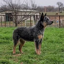 Nono - Australian Cattle Dog