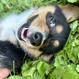Pembroke Welsh Corgi Puppies from Trowbridge Corgis