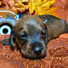 Rusty - Red male Dachshund puppy in Blair, Oklahoma from North Fork Doxies-Okla