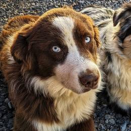 Arrow - Australian Shepherd