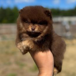 Nova - Chocolate and tan male Pomeranian puppy in Willow Spring, North Carolina from GTBBF Pomeranians