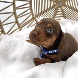 Dachshund, French Bulldog, and Pomeranian Puppies from AZ Royal Doxies llc