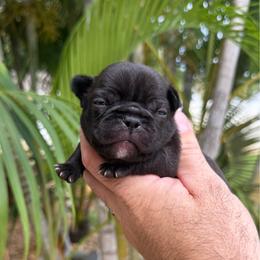 Denver - Brindle male French Bulldog puppy in Largo, Florida from Big Daddy Frenchies