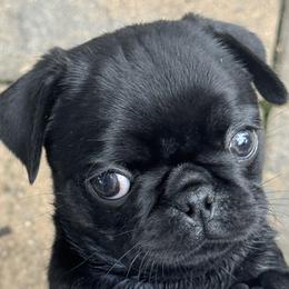 Pug Puppies from Pug Envy