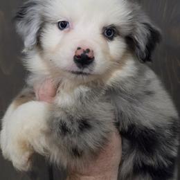 Jasper - Blue merle male Miniature American Shepherd puppy in Delta, Ohio from Sunrise Miniature American Shepherds