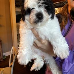 Loretta - female Russian Salon Dog puppy in Lynchburg, Virginia from Kilmaren Cavaliers and Born in the USA Biewer Terriers