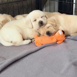 Male 5 - Yellow male Labrador Retriever puppy in Hoosick Falls, New York from Findaway Labradors